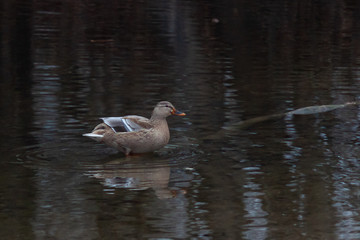 Young mallard standing on a log in the water
