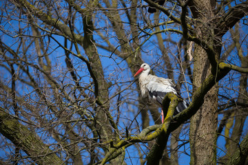 Weißstorch im Baum
