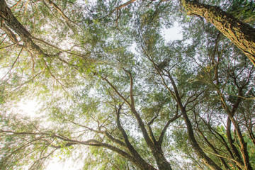 Green tree shade leaves soft light texture background nature tone at phuket Thailand