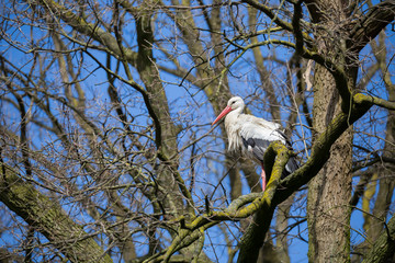 Weißstorch im Baum