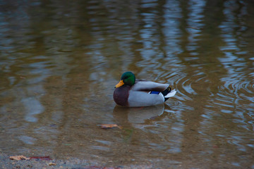 Male Mallard swimming in shallow water