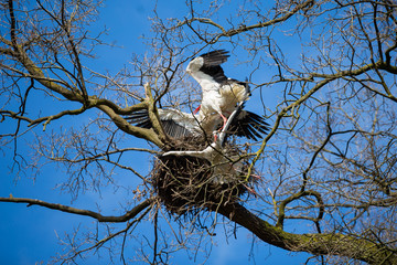Weißstörche beim Kampf am Nestbaum