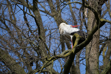 Weißstorch im Baum