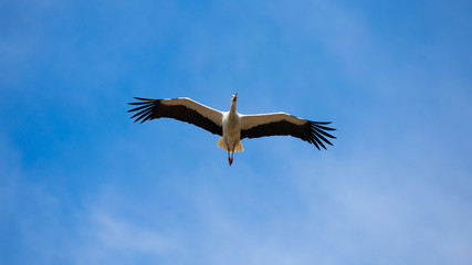 Weißstorch im Flug