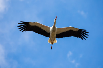 Weißstorch im Flug