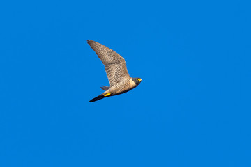 Close view of a Peregrine Falcon flying, seen in the wild near the San Francisco Bay