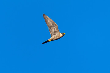 Close view of a Peregrine Falcon flying, seen in the wild near the San Francisco Bay