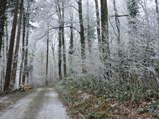 Winter fog in a forest with tall trees in Germany. Dew frosted on the wood during a cold weekend.