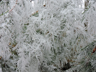 Frozen pine needles with tiny ice crystals in the nature.  Taken in Karlsruhe.