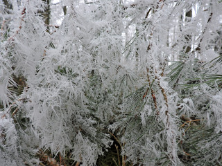 Frozen pine needles with tiny ice crystals in the nature.  Taken in Karlsruhe.