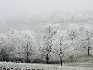 Winter fog in a forest with tall trees in Germany. Dew frosted on the wood during a cold weekend.