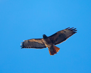Red-tailed hawk flying in beautiful light, seen in the wild in North California