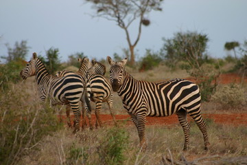 Fototapeta na wymiar Group of zebras in Kenya
