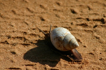 Detailed close up of snail shell