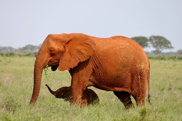 Fototapeta na wymiar Mother elephant with baby elephant