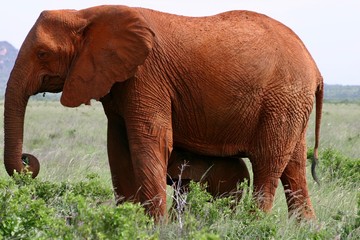 Mother elephant with baby elephant