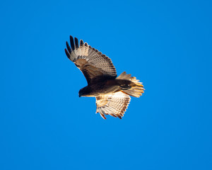 Red-tailed hawk flying in beautiful light, seen in the wild in North California
