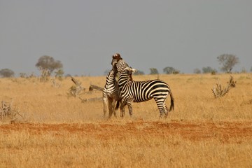 Fototapeta na wymiar Two zebras fighting 