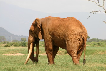 Fototapeta na wymiar Majestic elephant walking through plains in Africa