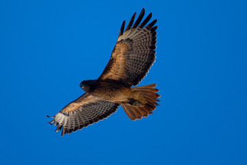 Red-tailed hawk flying in beautiful light, seen in the wild in North California