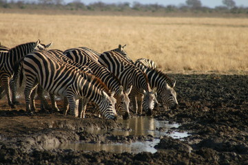 Naklejka na ściany i meble Group of zebras drinking 