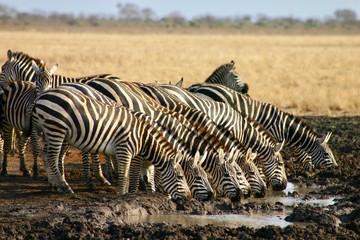 Naklejka na ściany i meble Group of zebras drinking in africa