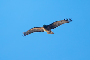 Fototapeta premium Red-tailed hawk flying in beautiful light, seen in the wild in North California
