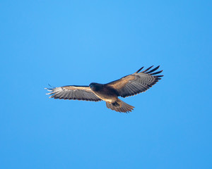 Red-tailed hawk flying in beautiful light, seen in the wild in North California