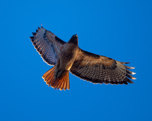 Red-tailed hawk flying in beautiful light, seen in the wild in North California