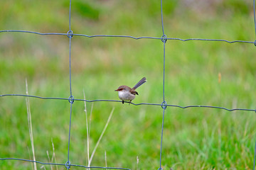 female fairy wren