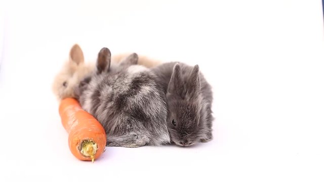 rabbits, rabbits on a white background, rabbits eat