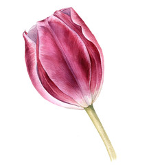 watercolor drawing pink tulip
