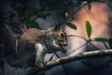Squirrel In Tree