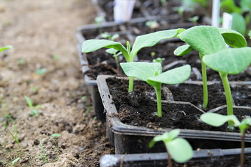 fresh seedlings in a greenhouse