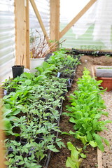 fresh seedlings in a greenhouse