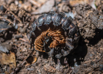 Amazon Rainforest Insect