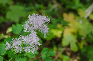 weisse blumen detail