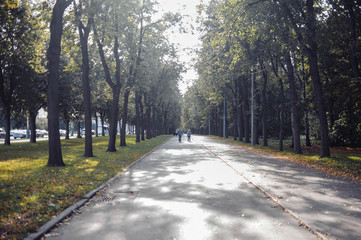 Fototapeta na wymiar road in a city park with trees in summer