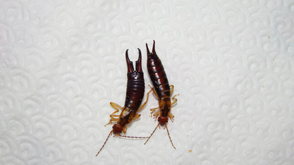 Earwigs Close Up