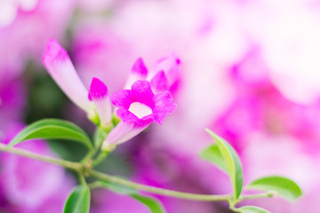 Fototapeta na wymiar beautiful pink flowers in the garden