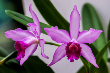 pink orchid with a blurry background