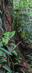 Amazon Jungle Vegetation