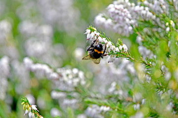 Bumble bee and white flower
