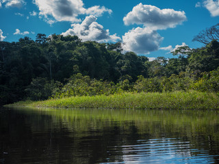 Fototapeta na wymiar Amazon wetlands