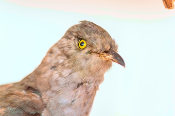 Stuffed bird close up.