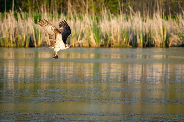 Osprey and its prey