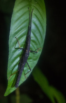 Amazon Rainforest Insect