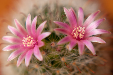 Flor de Cactus
