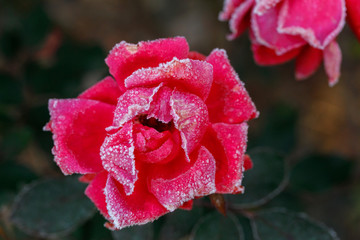 Pink Red Knockout  Roses after the first winter frost