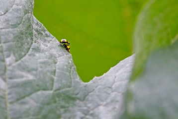 Yellow beetles mating